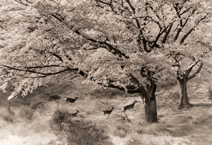 花に浮かれる(黄金山神社の桜の花と走る野生の鹿） [島田謹介, アサヒカメラ 1955年4月号より] パブリックドメイン画像 