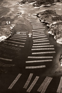 真珠の養殖 [本田照夫, アサヒカメラ 1955年4月号より]のサムネイル画像