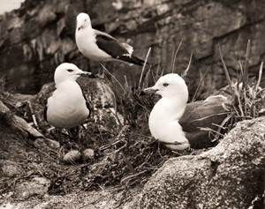 Black-tailed Gulls [Tsukasa Yoshida,  from Camera Mainichi May 1956] Thumbnail Images