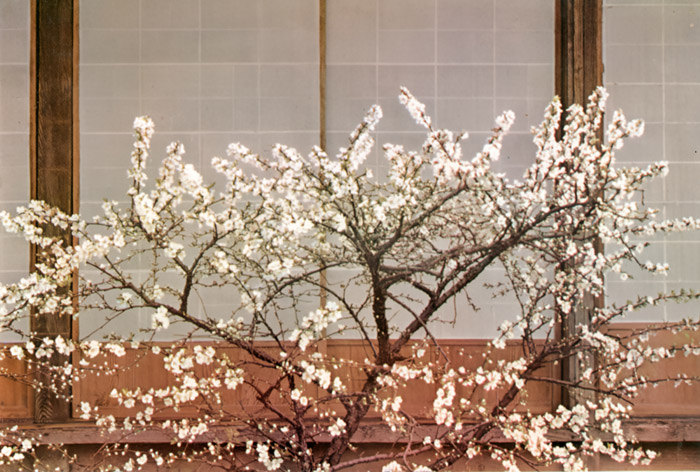 白い花 [エリオット・エリソフォン, カメラ毎日 1956年5月号より] パブリックドメイン画像 