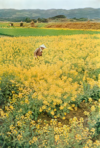 菜の花 [エリオット・エリソフォン, カメラ毎日 1956年5月号より]のサムネイル画像