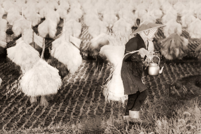 庄内平野(天日干しされた稲とやかんをもった農家） [浜谷浩, ARS CAMERA 1955年1月号より] パブリックドメイン画像 