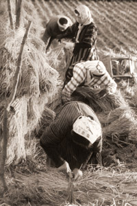 庄内平野(稲の天日干し） [浜谷浩, ARS CAMERA 1955年1月号より]のサムネイル画像