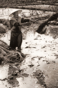 庄内平野(束ねた稲を投げる農家） [浜谷浩, ARS CAMERA 1955年1月号より]のサムネイル画像