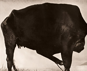 牛 [岩宮武二, ARS CAMERA 1955年1月号より]のサムネイル画像