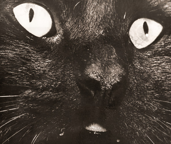 黒猫の肖像 [ジャック・フィールズ, アサヒカメラ 1956年1月号より] パブリックドメイン画像 
