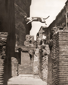 ローマの猫 [デーヴィッド・リース, アサヒカメラ 1956年1月号より]のサムネイル画像