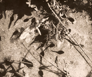 陸へ上がる蜻蛉 [林茂樹, アサヒカメラ 1941年3月号より]のサムネイル画像