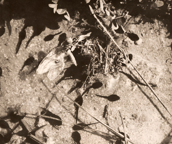 陸へ上がる蜻蛉 [林茂樹, アサヒカメラ 1941年3月号より] パブリックドメイン画像 