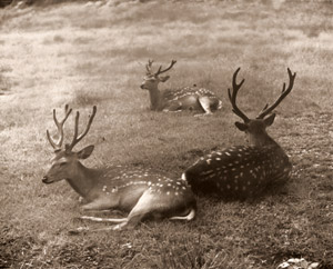 Deers [Chokan Nishimoto,  from Asahi Camera March 1941] Thumbnail Images