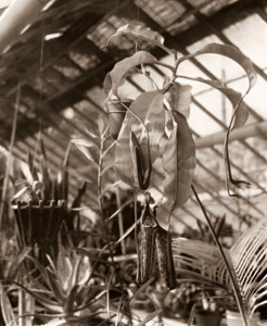 温室 [吉田栄, アサヒカメラ 1941年3月号より]のサムネイル画像