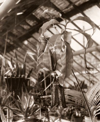 温室 [吉田栄, アサヒカメラ 1941年3月号より] パブリックドメイン画像 