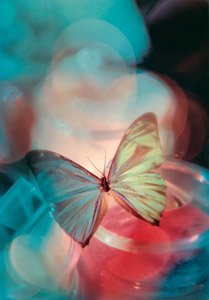 無題(色とりどりの光と蝶） [Don Brigg, Color Photography Annual 1956より]のサムネイル画像