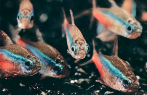 無題(熱帯魚） [ジェリー・ユルズマン, Color Photography Annual 1956より]のサムネイル画像