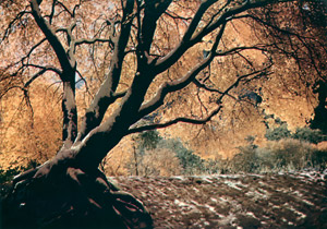 無題(紅葉した木） [Velma  Tueller, Color Photography Annual 1956より]のサムネイル画像