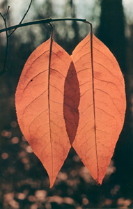 紅葉 [Richard G. Neupert, Color Photography Annual 1956より]のサムネイル画像
