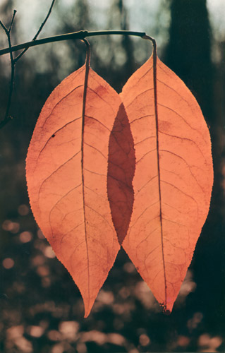 紅葉 [Richard G. Neupert, Color Photography Annual 1956より] パブリックドメイン画像 