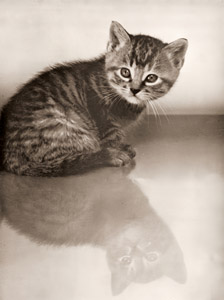 猫 [鈴木良策, 光画月刊 1952年9月号より]のサムネイル画像
