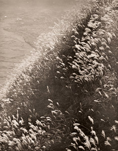 秋草 [島田貫一郎, 光画月刊 1952年9月号より]のサムネイル画像