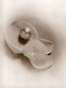真珠 [アンソニー・デニー, ARS CAMERA 1955年3月号より]のサムネイル画像