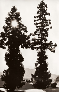 晴れた日に [堀内初太郎, ARS CAMERA 1955年3月号より]のサムネイル画像