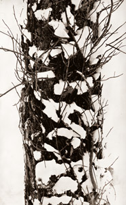 樹 [堀内初太郎, ARS CAMERA 1955年3月号より]のサムネイル画像