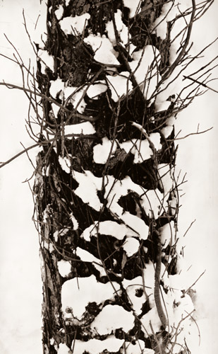 樹 [堀内初太郎, ARS CAMERA 1955年3月号より] パブリックドメイン画像 