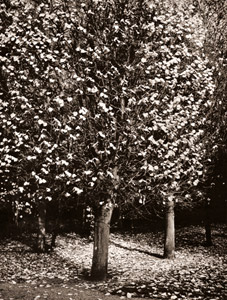 秋の花 [ギイ・フォーロン, ARS CAMERA 1955年3月号より]のサムネイル画像