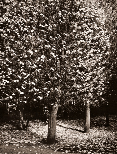 秋の花 [ギイ・フォーロン, ARS CAMERA 1955年3月号より] パブリックドメイン画像 