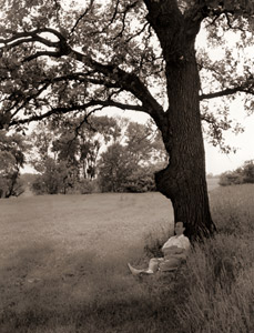 民主党の大統領指名を求めるかどうか、イリノイの農園の樫の木の下で想いをめぐらすアドレイ・ステイーヴンスン [コーネル・キャパ, 1952年, 栄光の「LIFE」展 1946-1955 時代の顔を衝くより]のサムネイル画像