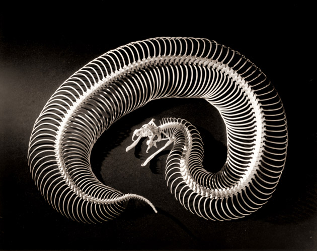 4フィートある毒蛇の骨 自由に動く肋骨が160組 [アンドレアス・ファイニンガー, 1951年, 栄光の「LIFE」展 1946-1955 時代の顔を衝くより] パブリックドメイン画像 