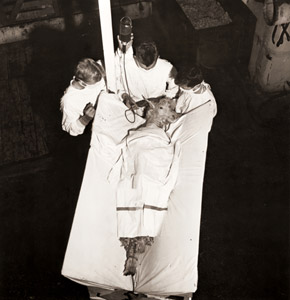 ビキニ原爆実験で2度被曝し、メリーランド州ベセスダの海軍医学研究所で輸血をうける山羊 [George Skadding, 1946年, 栄光の「LIFE」展 1946-1955 時代の顔を衝くより]のサムネイル画像