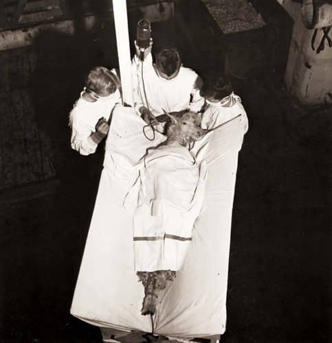 ビキニ原爆実験で2度被曝し、メリーランド州ベセスダの海軍医学研究所で輸血をうける山羊 [George Skadding, 1946年, 栄光の「LIFE」展 1946-1955 時代の顔を衝くより] パブリックドメイン画像 