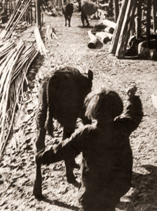 ベコを追う [高橋譲治, ARS CAMERA 1955年4月号より]のサムネイル画像