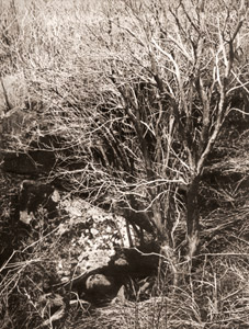 樹 1(湯の花沢にて） [堀内初太郎, ARS CAMERA 1955年4月号より]のサムネイル画像