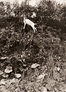 土手 [河又松次郎, ARS CAMERA 1955年4月号より]のサムネイル画像
