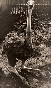駝鳥 [十河清, ARS CAMERA 1955年4月号より]のサムネイル画像