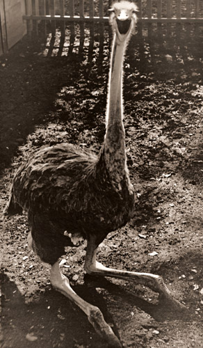 駝鳥 [十河清, ARS CAMERA 1955年4月号より] パブリックドメイン画像 