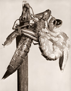 とんぼの誕生 [マルセル・フラース, ARS CAMERA 1955年4月号より]のサムネイル画像