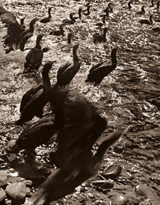 鵜の群れ [宮地是晴, ARS CAMERA 1955年5月号より]のサムネイル画像