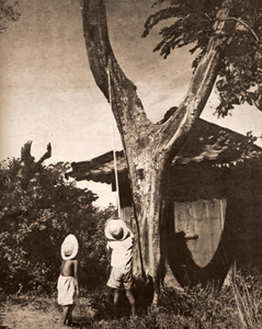 蝉取り [石川昇, 1948年, 光画月刊 1948年12月号より]のサムネイル画像