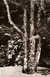 京洛二題 幹 [大津三郎, ARS CAMERA1955年6月号より]のサムネイル画像