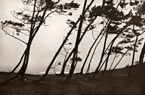 海浜小景 松 [青木藤吉郎, ARS CAMERA1955年6月号より]のサムネイル画像