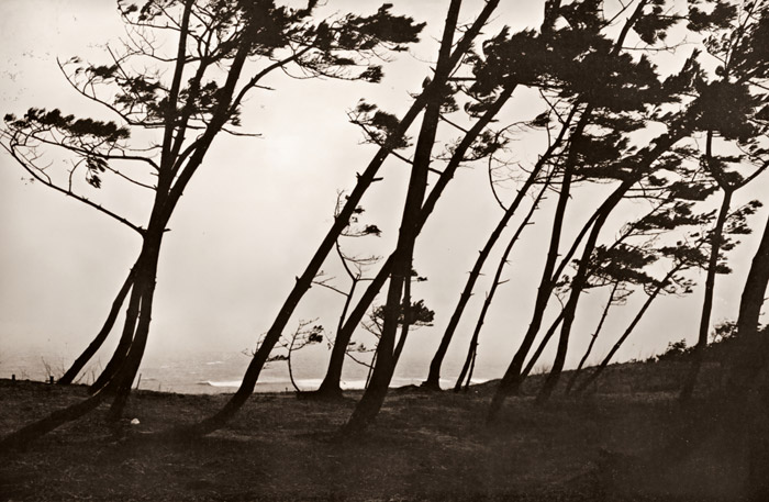 海浜小景 松 [青木藤吉郎, ARS CAMERA1955年6月号より] パブリックドメイン画像 