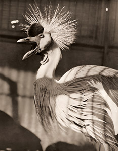 カンムリヅル [河合英一, カメラ毎日 1955年3月号より]のサムネイル画像