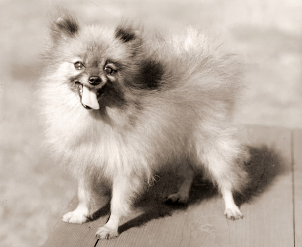 愛犬シャデー号 [池田隆政, カメラ毎日 1955年3月号より] パブリックドメイン画像 
