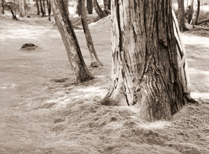 苔寺の視感 [市川左団次, カメラ毎日 1955年3月号より]のサムネイル画像