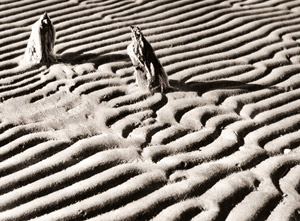 干潟の幻想 3 [新山清, カメラ毎日 1955年10月号より]のサムネイル画像