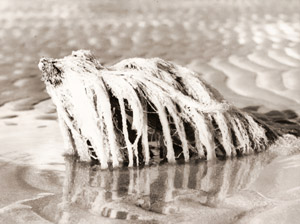 干潟の幻想 1 [新山清, カメラ毎日 1955年10月号より]のサムネイル画像