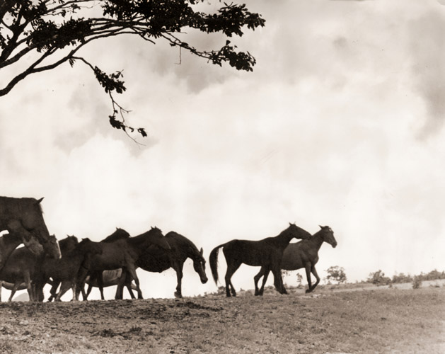 初秋の高原 [唐武, カメラ毎日 1955年10月号より] パブリックドメイン画像 
